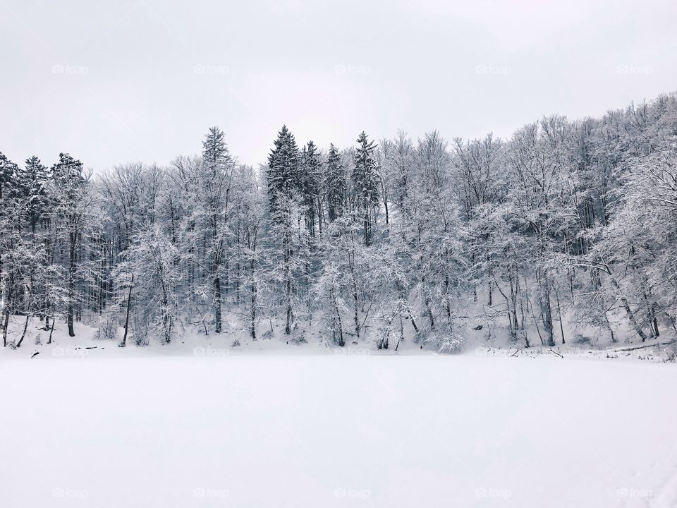 Frozen trees in forest during winter