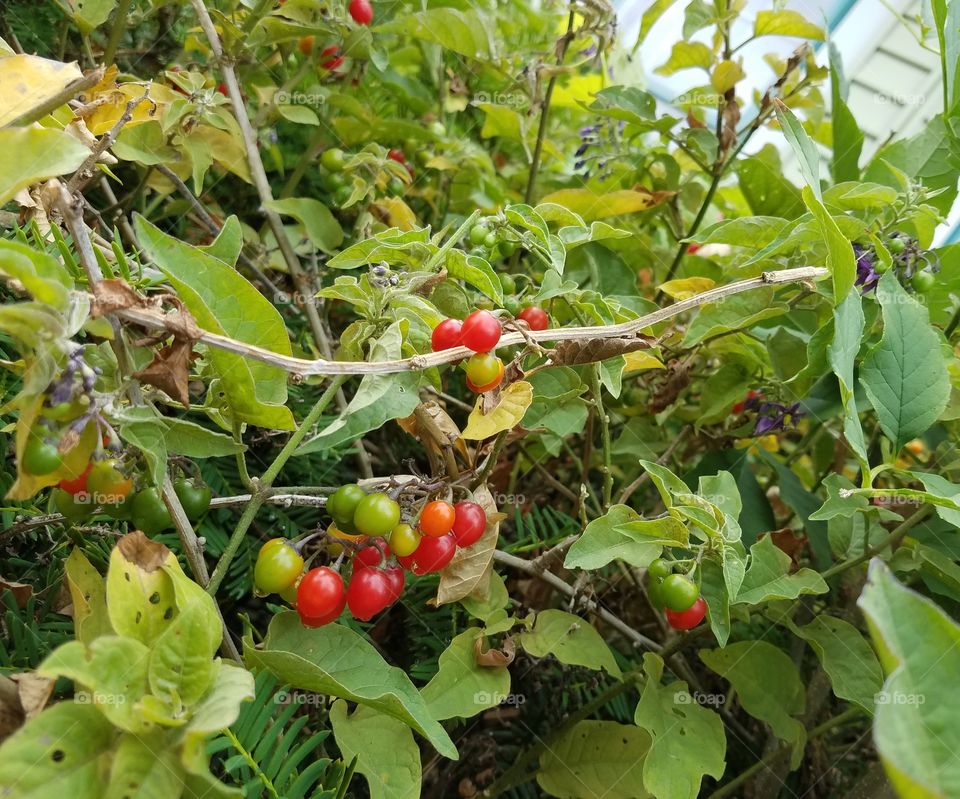 Bush close up with berries