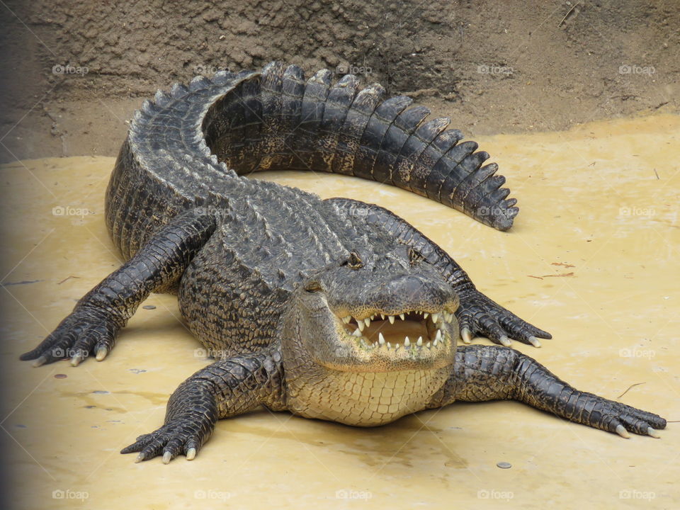 Louisiana Alligator 