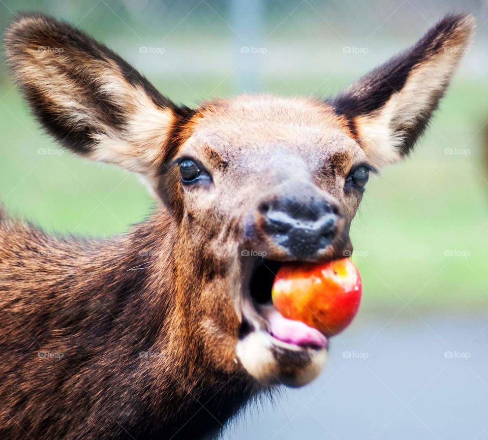 An elk chomps on a fresh fall apple.