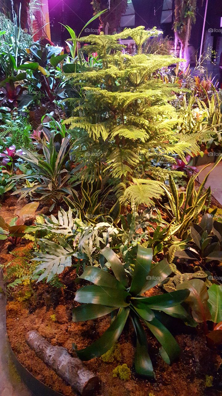 different species of plants on the floor