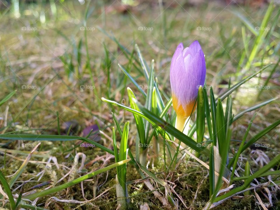 Crocus flower blooming in spring