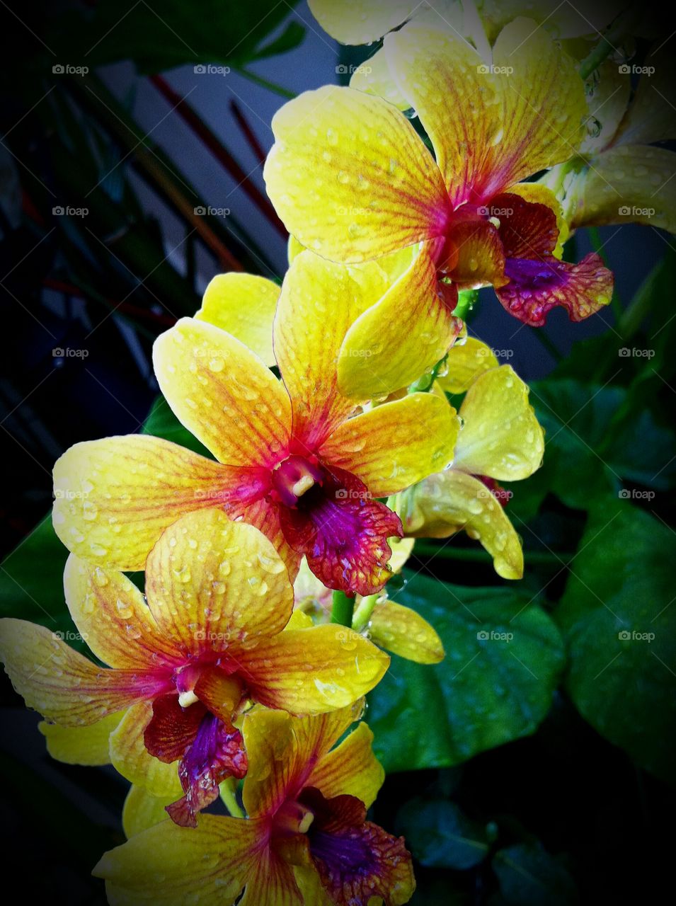 Yellow Orchid. rain-drenched orchids from my garden