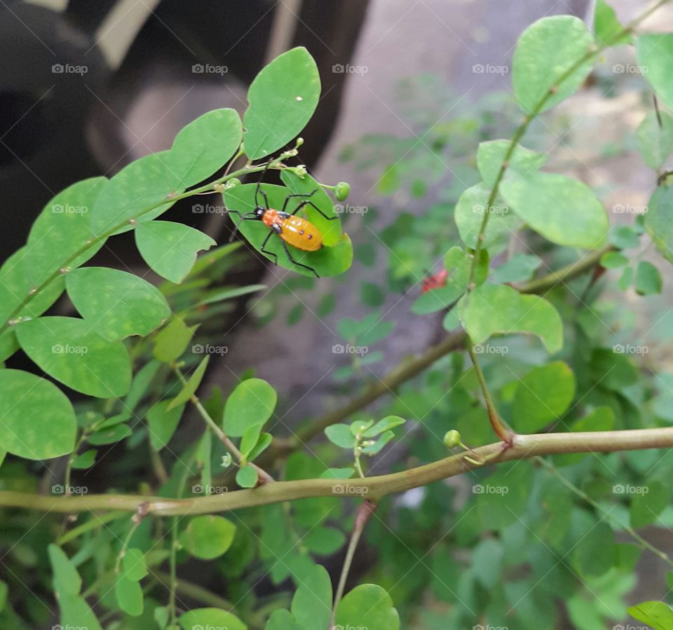 Yellow bug