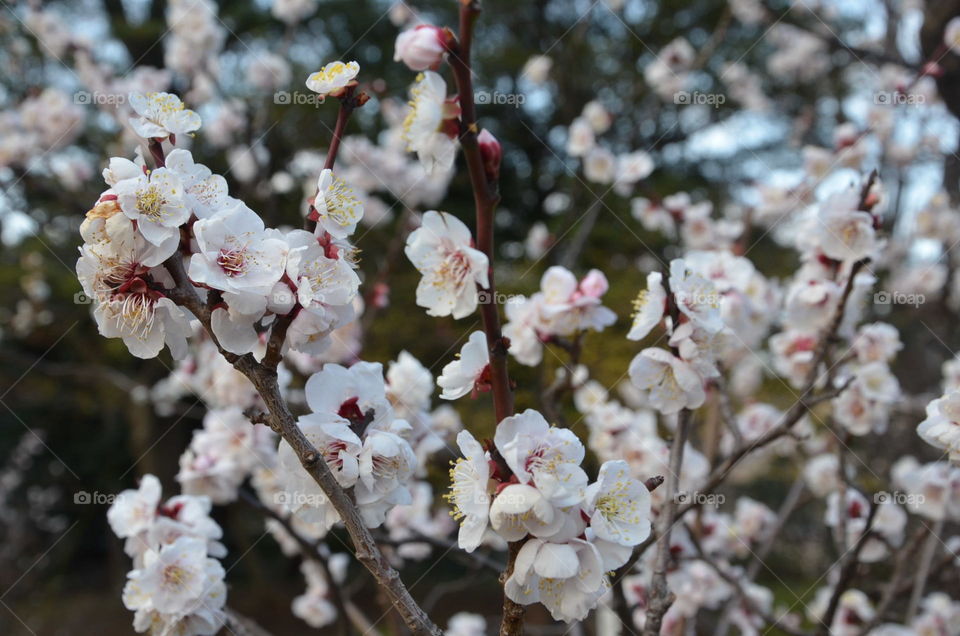 Plum blossom in Tokyo (Koraku-en)