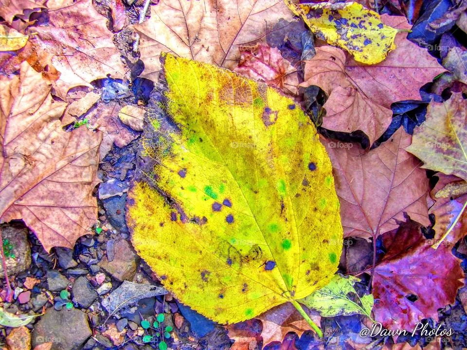 Yellow Leaf