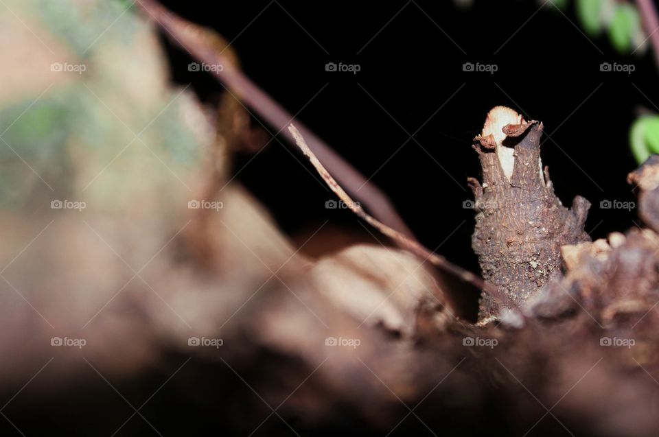 growing between the star fruit trees, this branch is dry and has broken marks