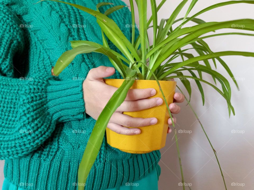 in door flower in a yellow pot chlorophytum.