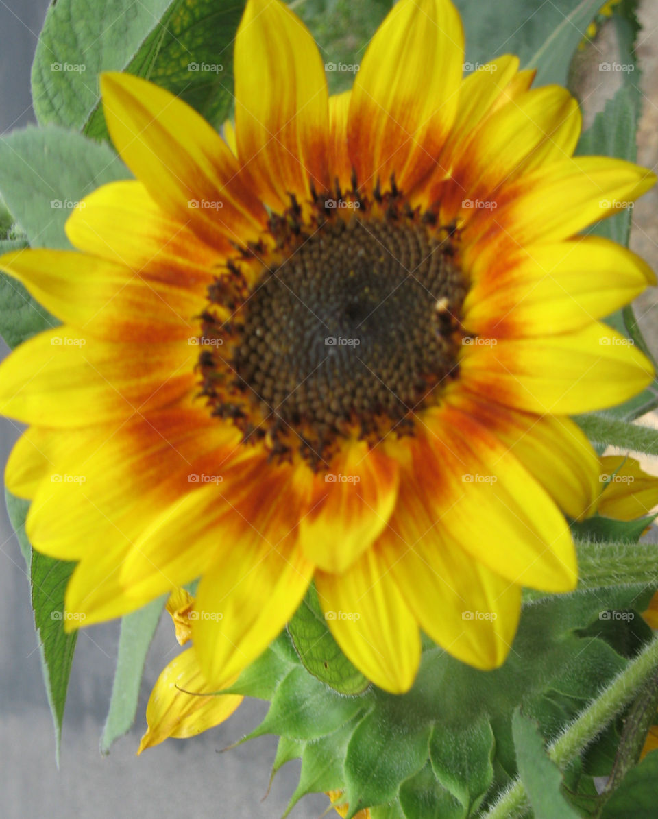 Sunflower Close Up