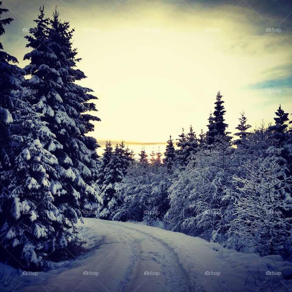 Winter forest in aardalstangen norway