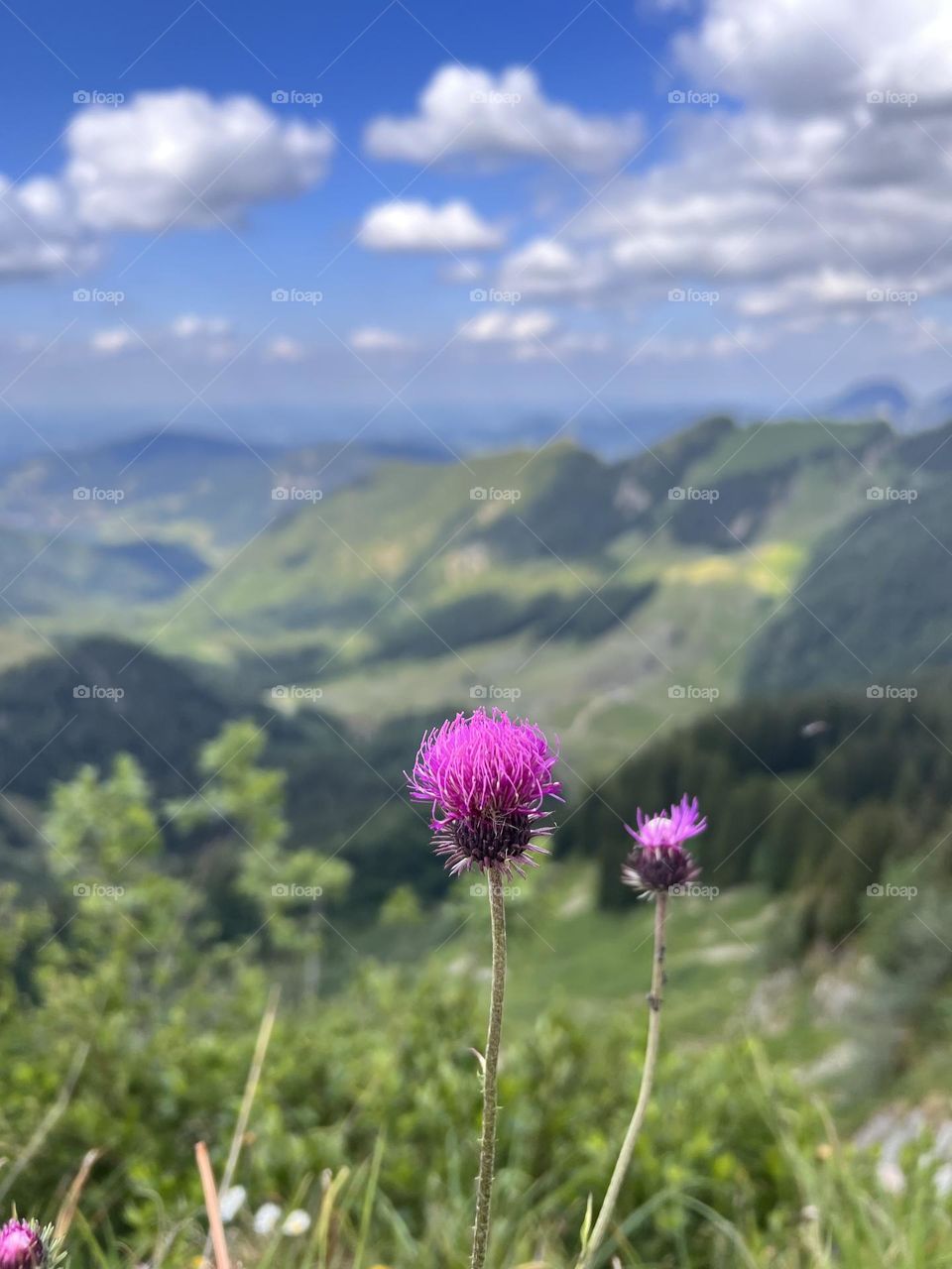 Thistle and the Mountains
A bold thistle blooms proudly against a backdrop of majestic mountains — raw beauty in the wild.