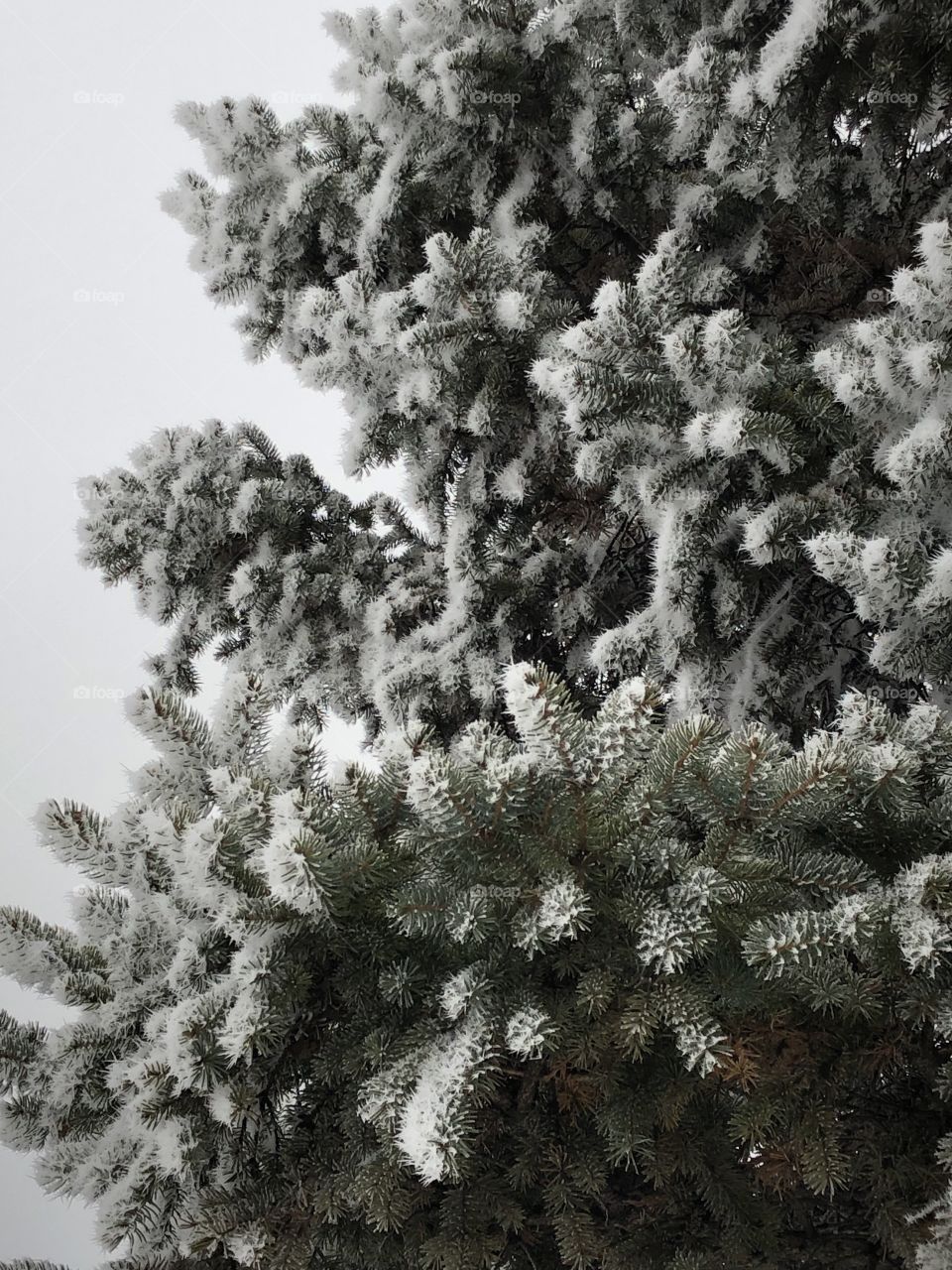 Frosted Evergreen 