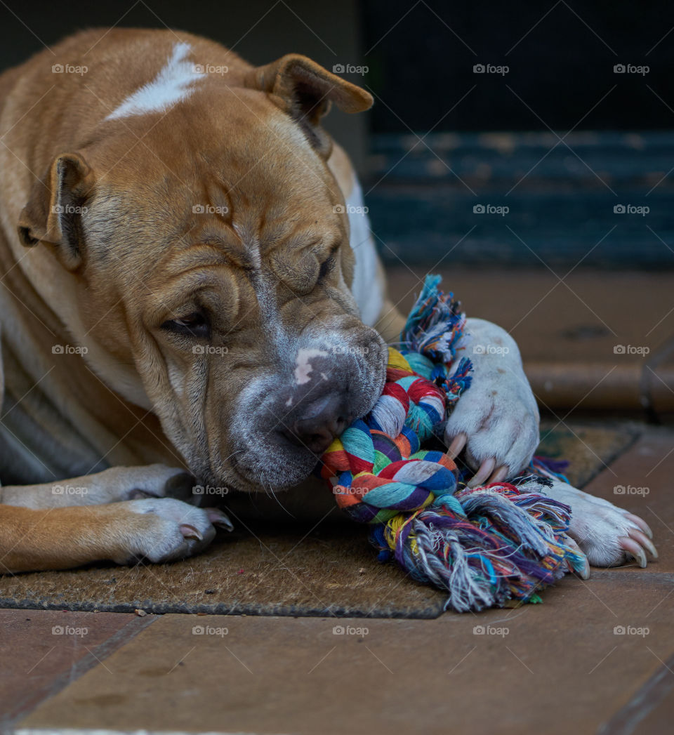 Close-up of a dog playing