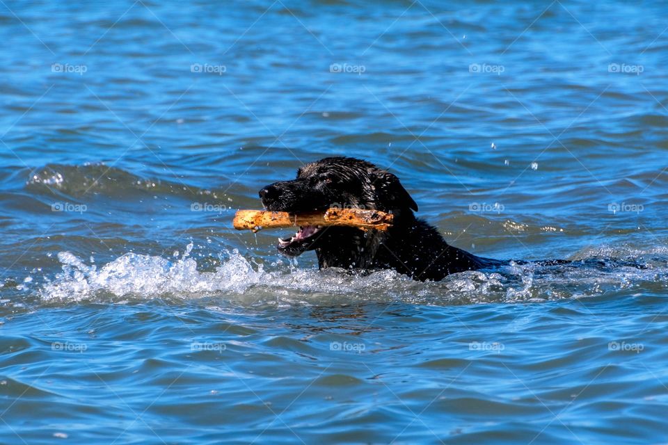 Dog with stick