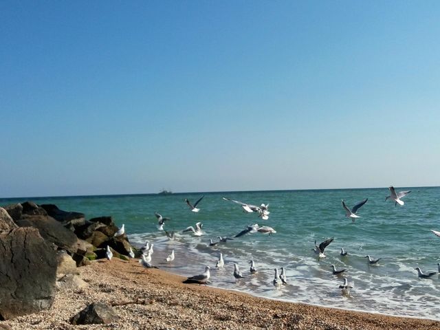 birds near the sea