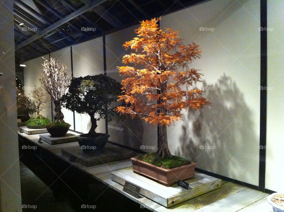 Gold bonsai