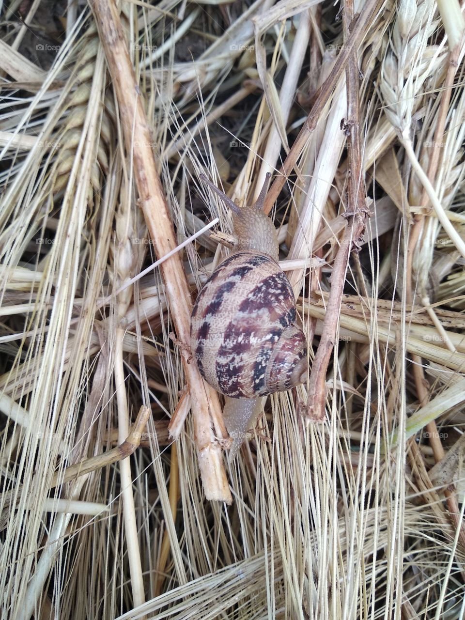 Snail