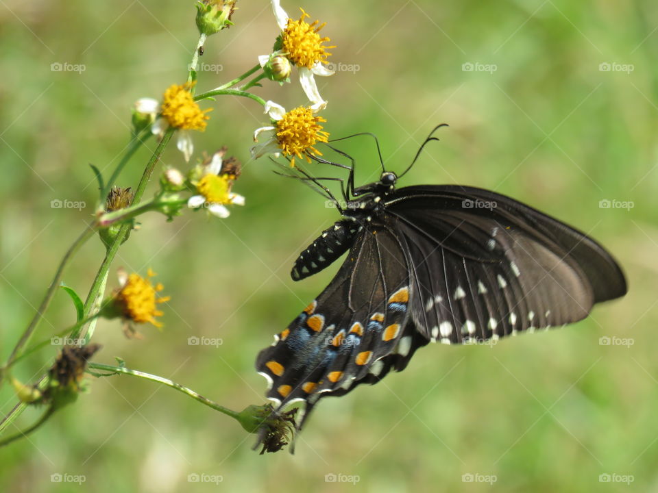 Black swallowtail