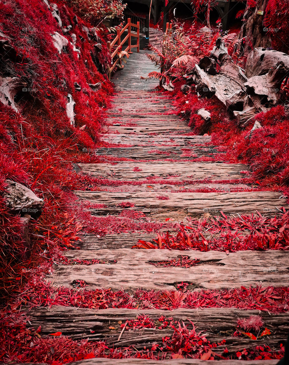 Wood path with red grass