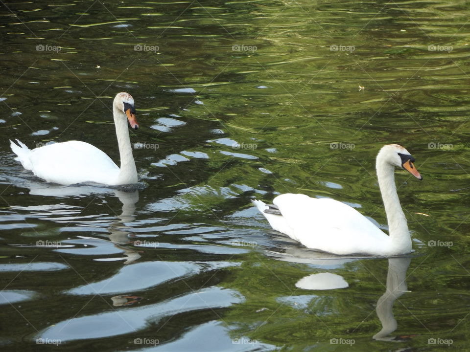 Summer Swans