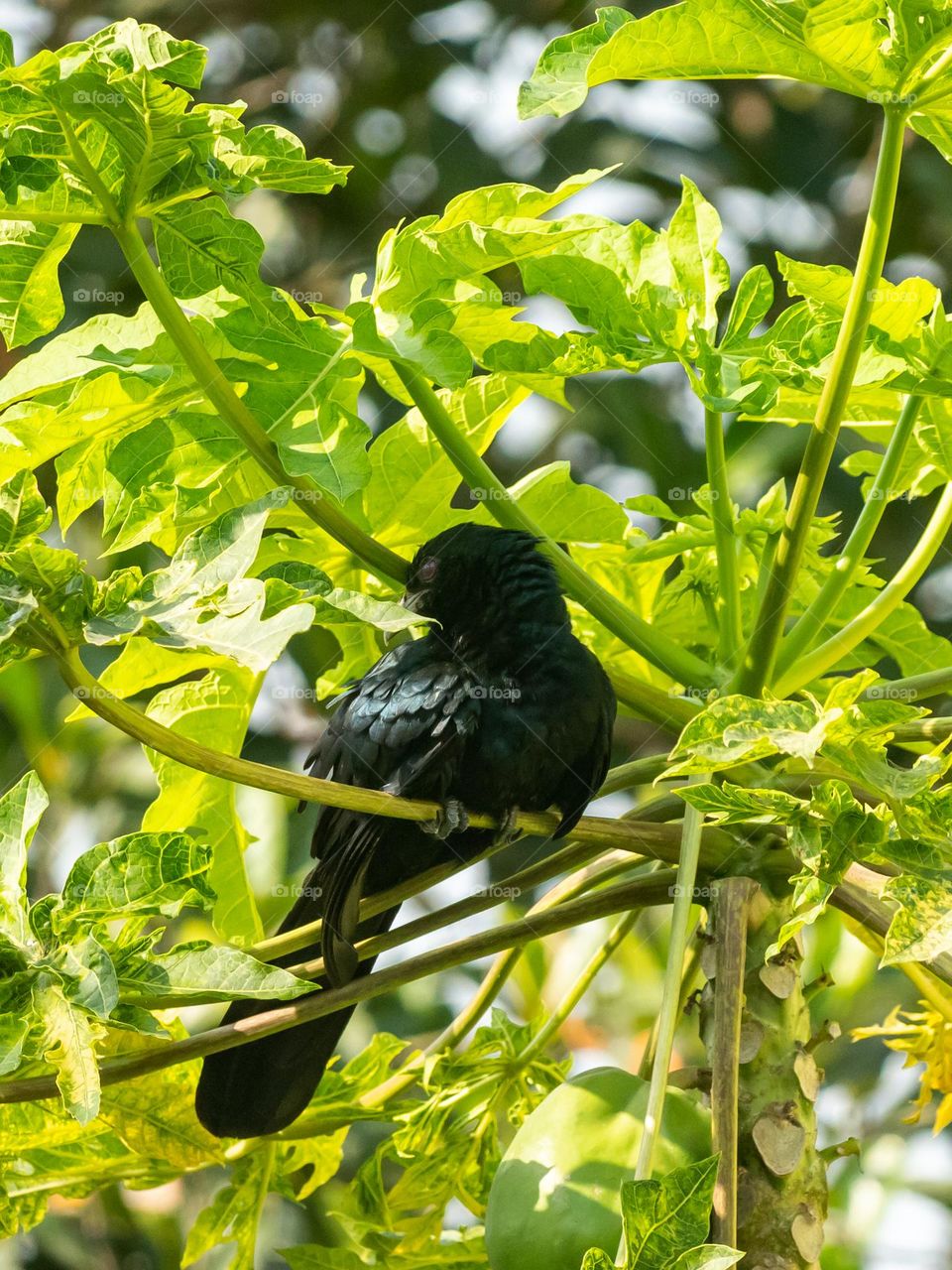 Beautiful Asian Koel