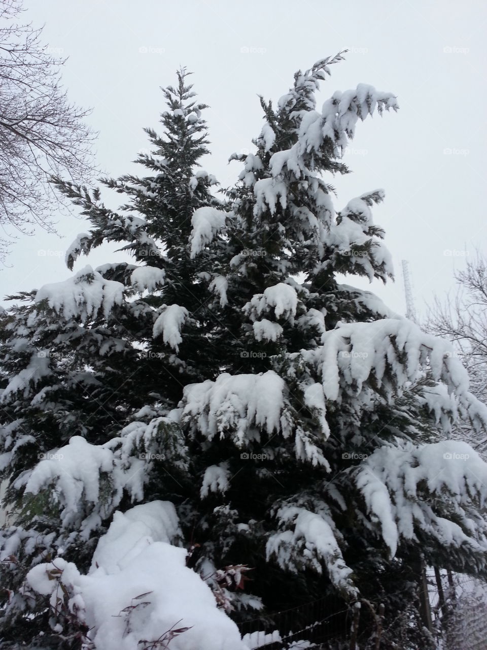 Snow covered tree. Snow covered trer