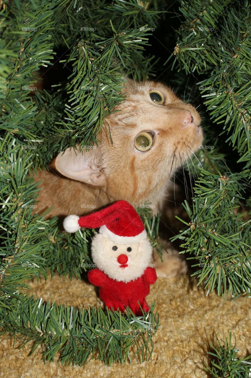 cat under Christmas Tree