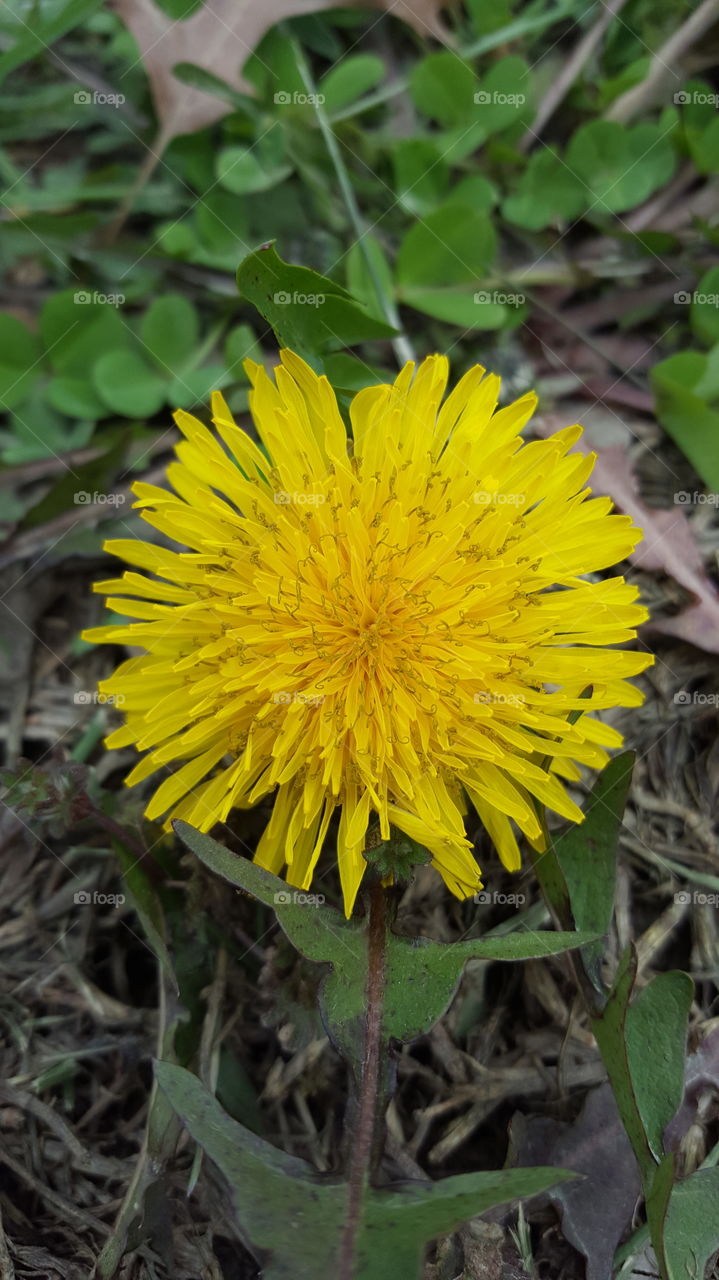dandelion