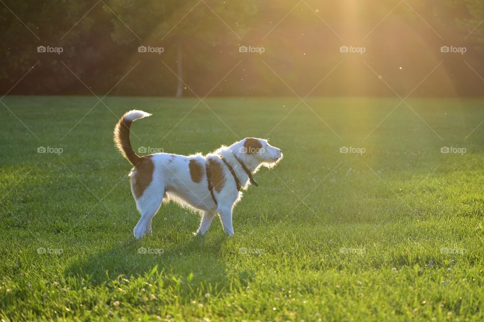 Beautiful terrier hound mixed breed dog playing in field of grass in summer evening sunlight 