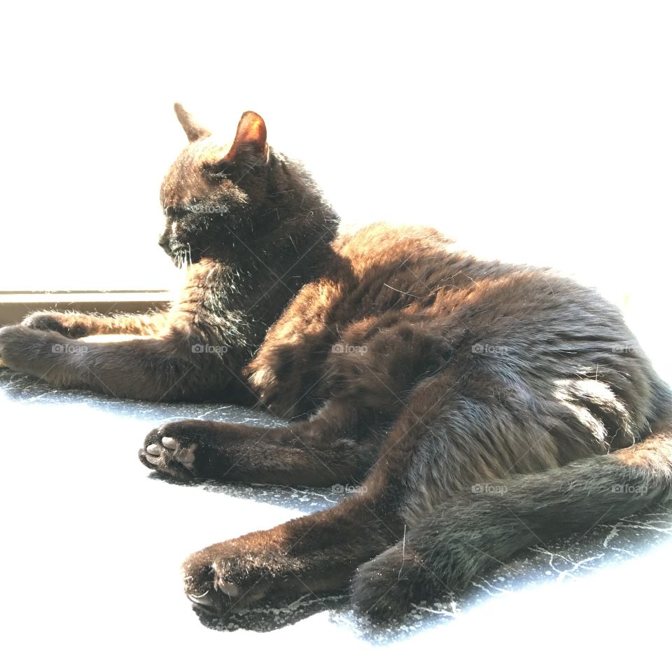 Black Cat Lying In Window Sunshine
Out black cat in our kitchen window sunshine. Makes her look like she's floating, right? It's her favorite place to be! 🐾