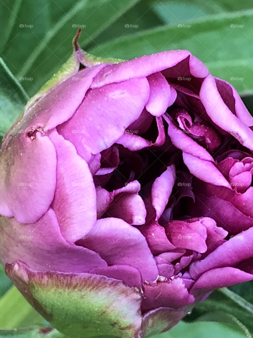 Purple peony blooms