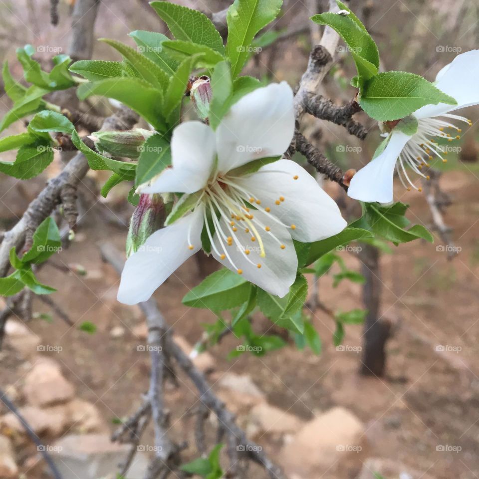 Amand flower 