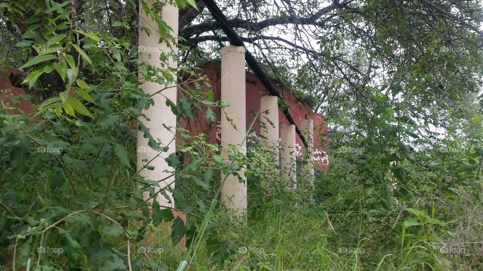Pillars in the bush