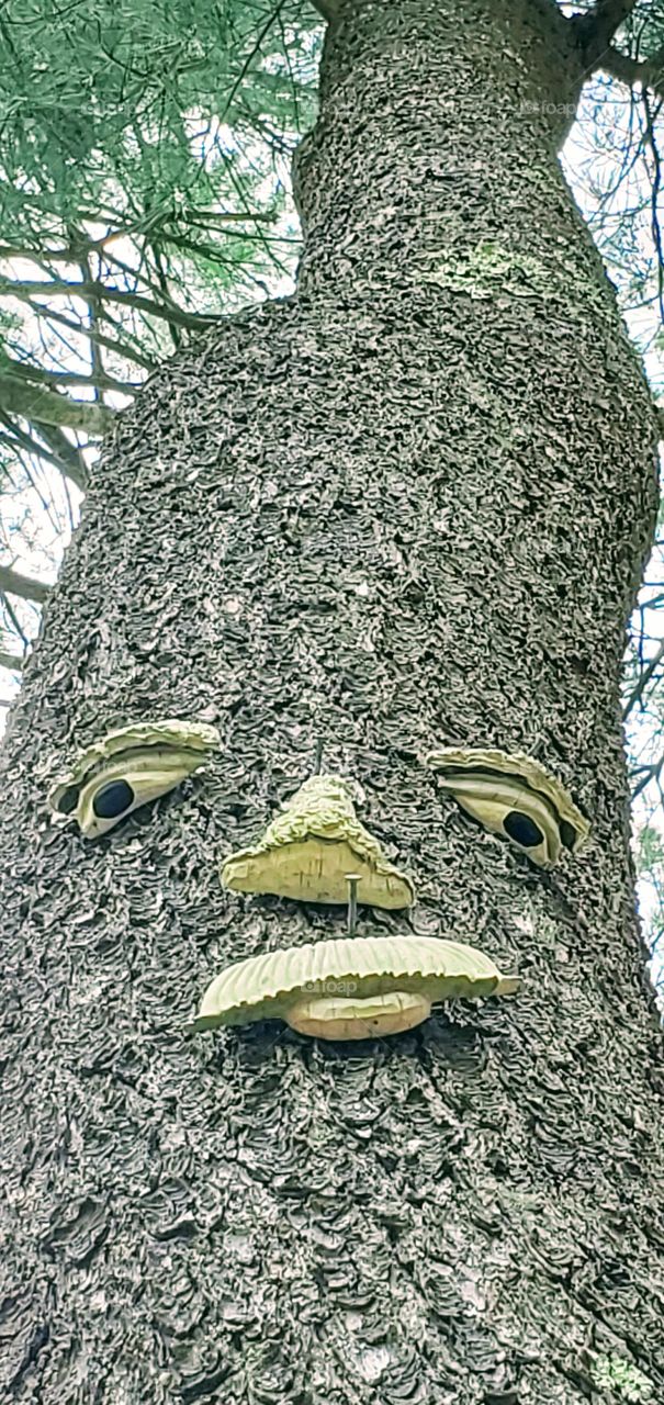 Looking up at a tall pine with a mustached tree face, long nails visible to allow for tree growth.