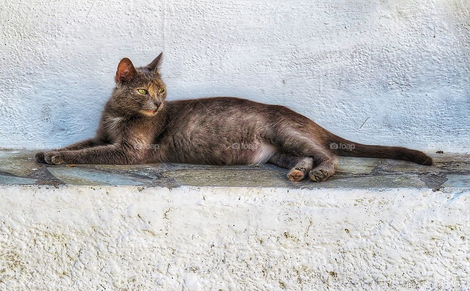 Greek cat