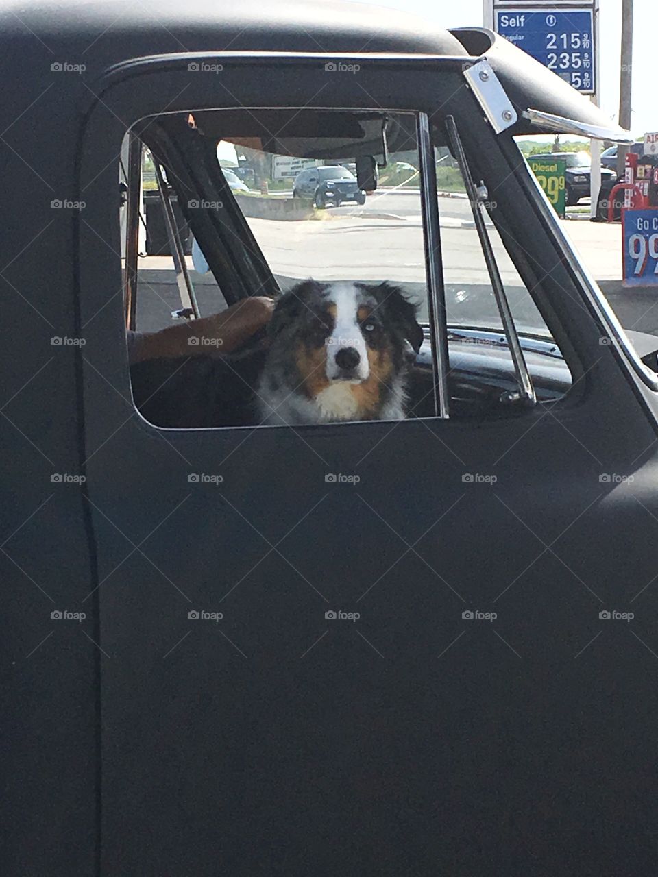 Australian shepherd in a classic truck. 