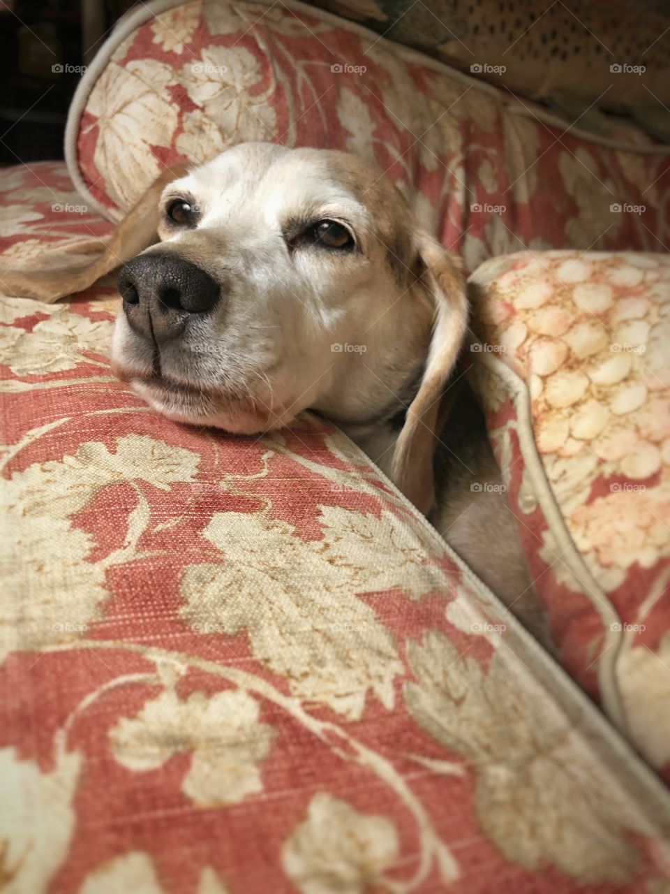 Beagle resting on coach