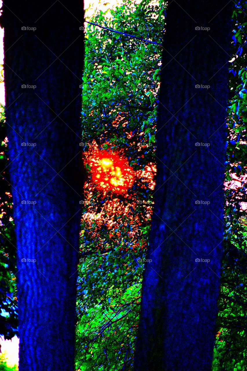 Sunset behind the trees 