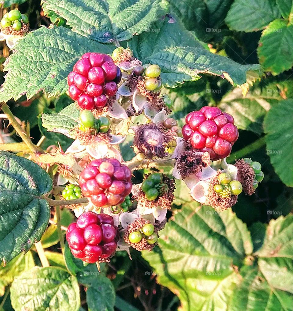 New Blackberries.