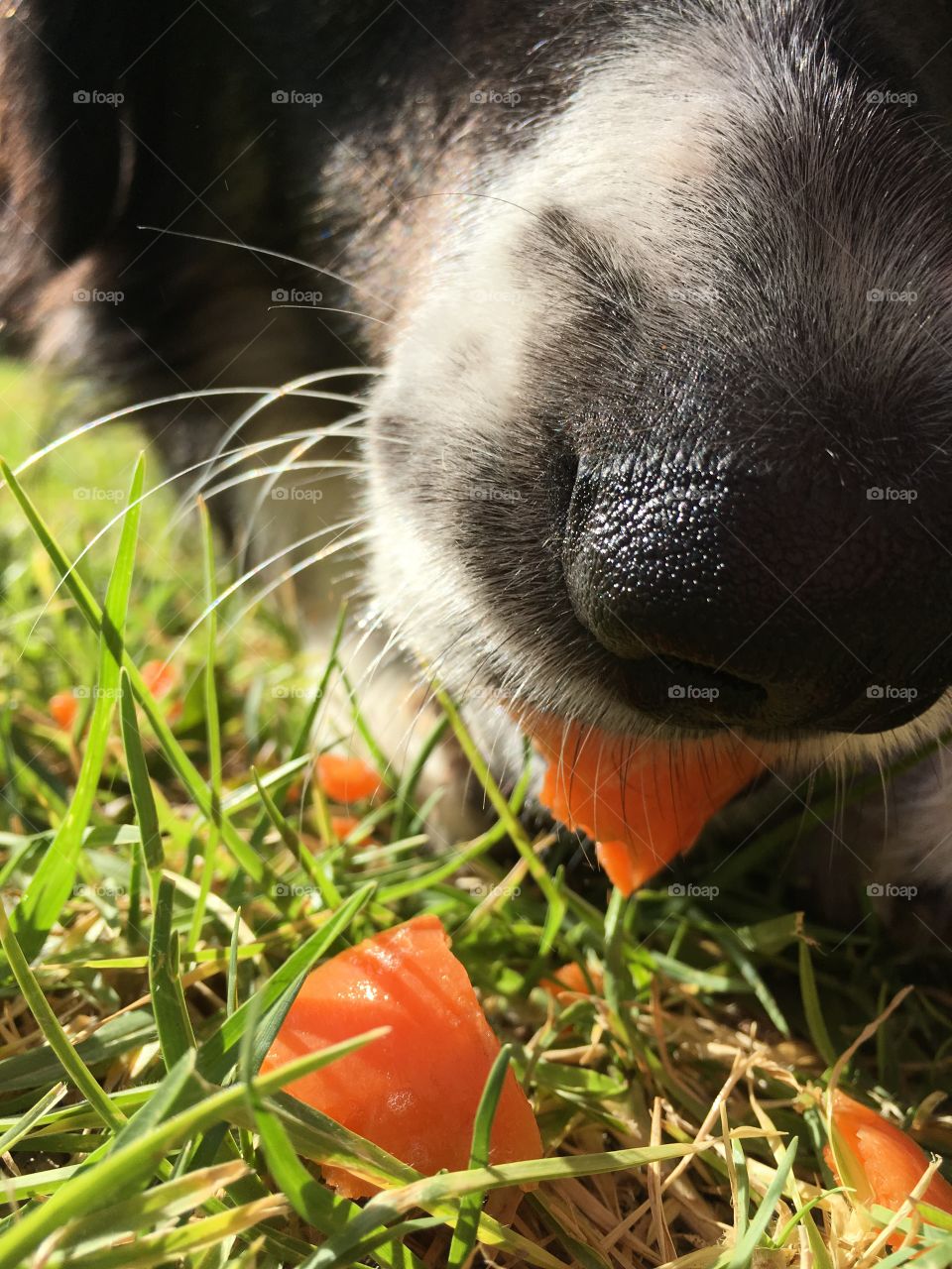 Border collie "peter" close up