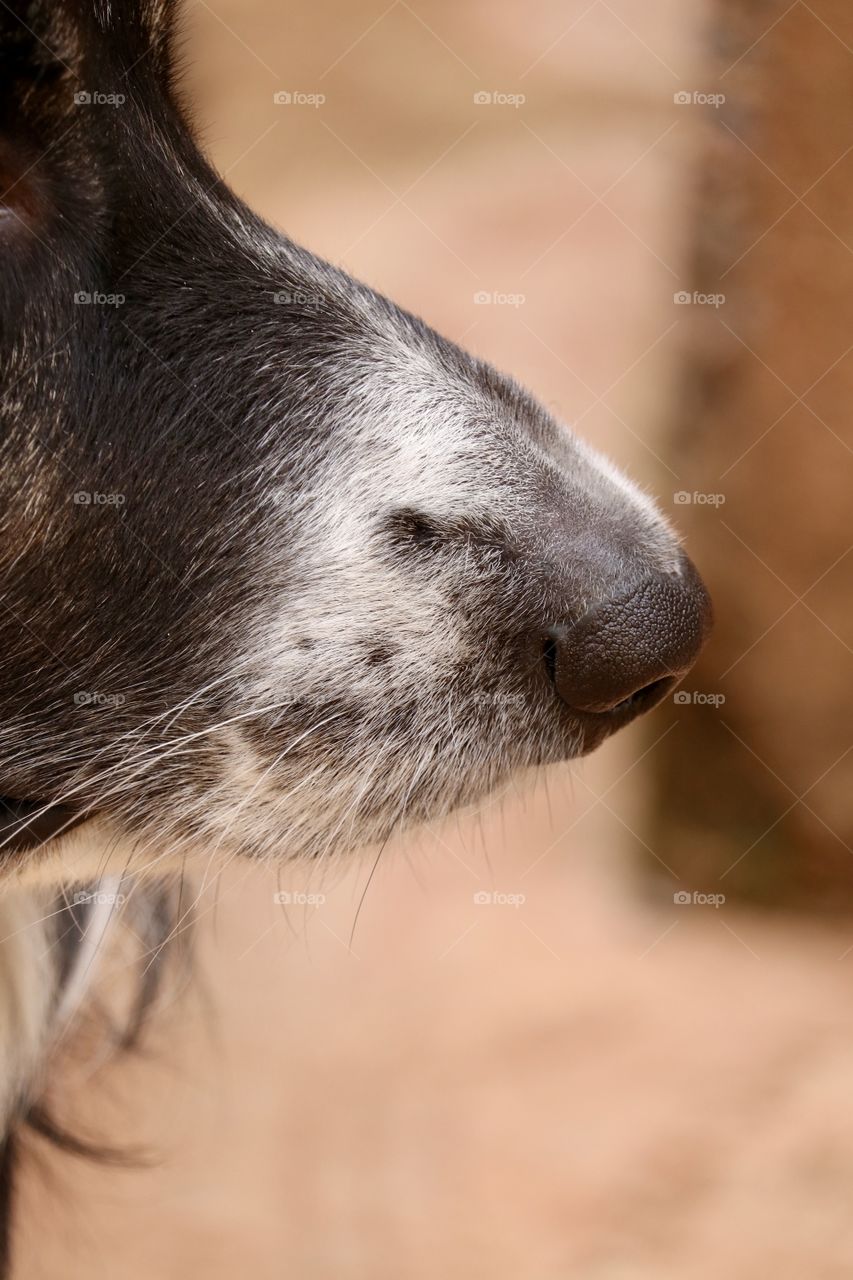 Border collie sheep dog snout closeup 