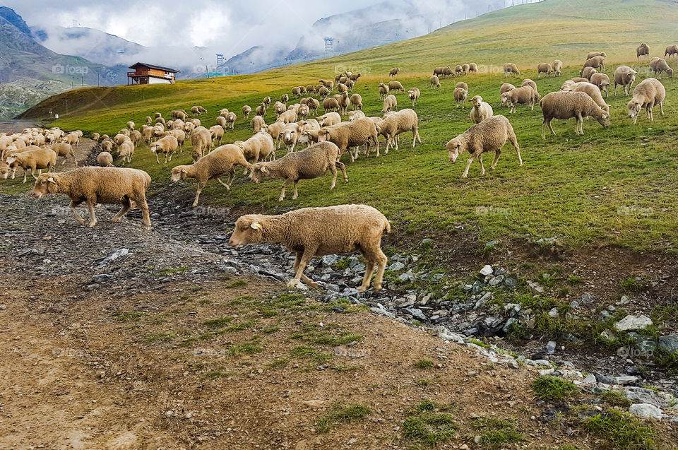 Transhumance in Mont-de-lans in France