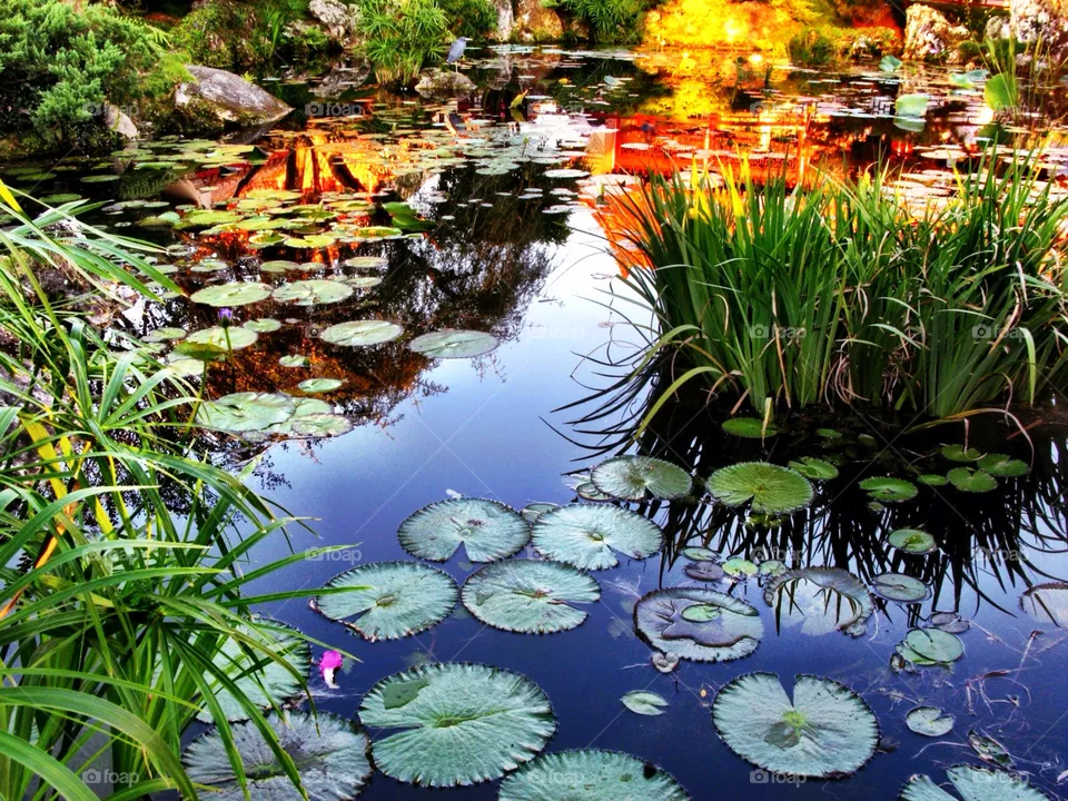 Pondscape