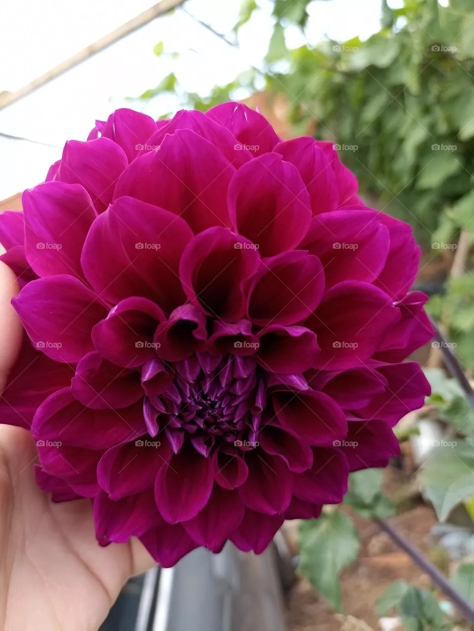 flor