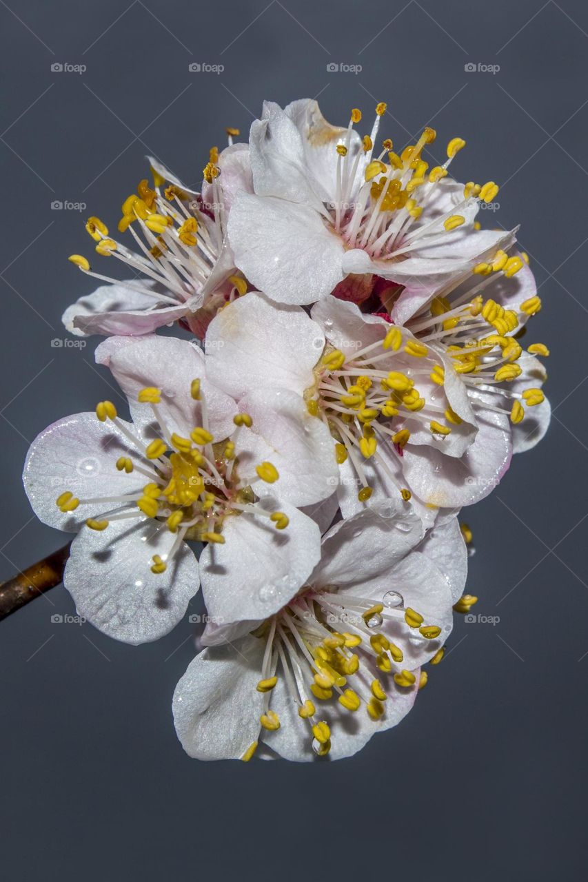 Apricot blossom. (after the rain)