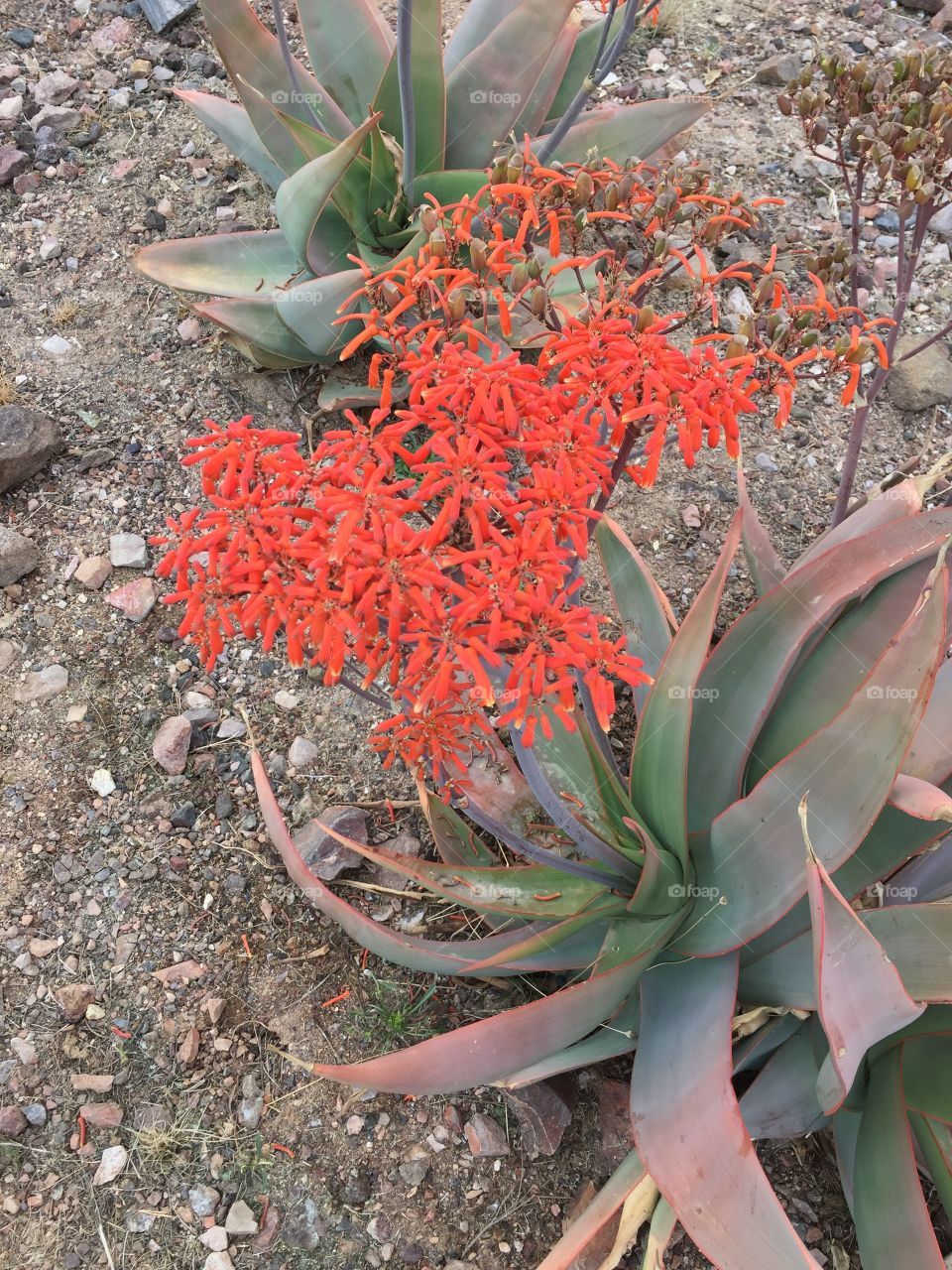 Desert flowers 