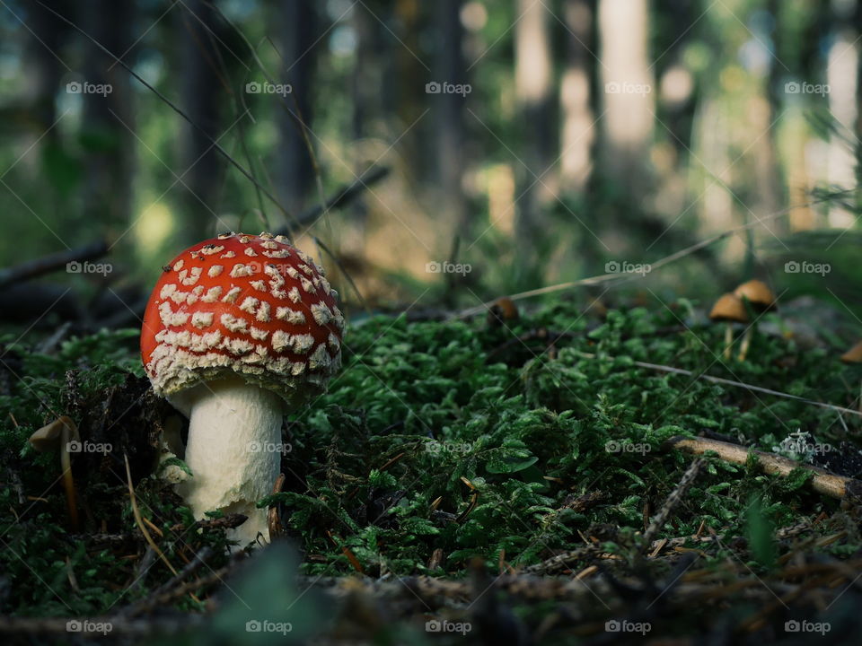 Small fly agaric