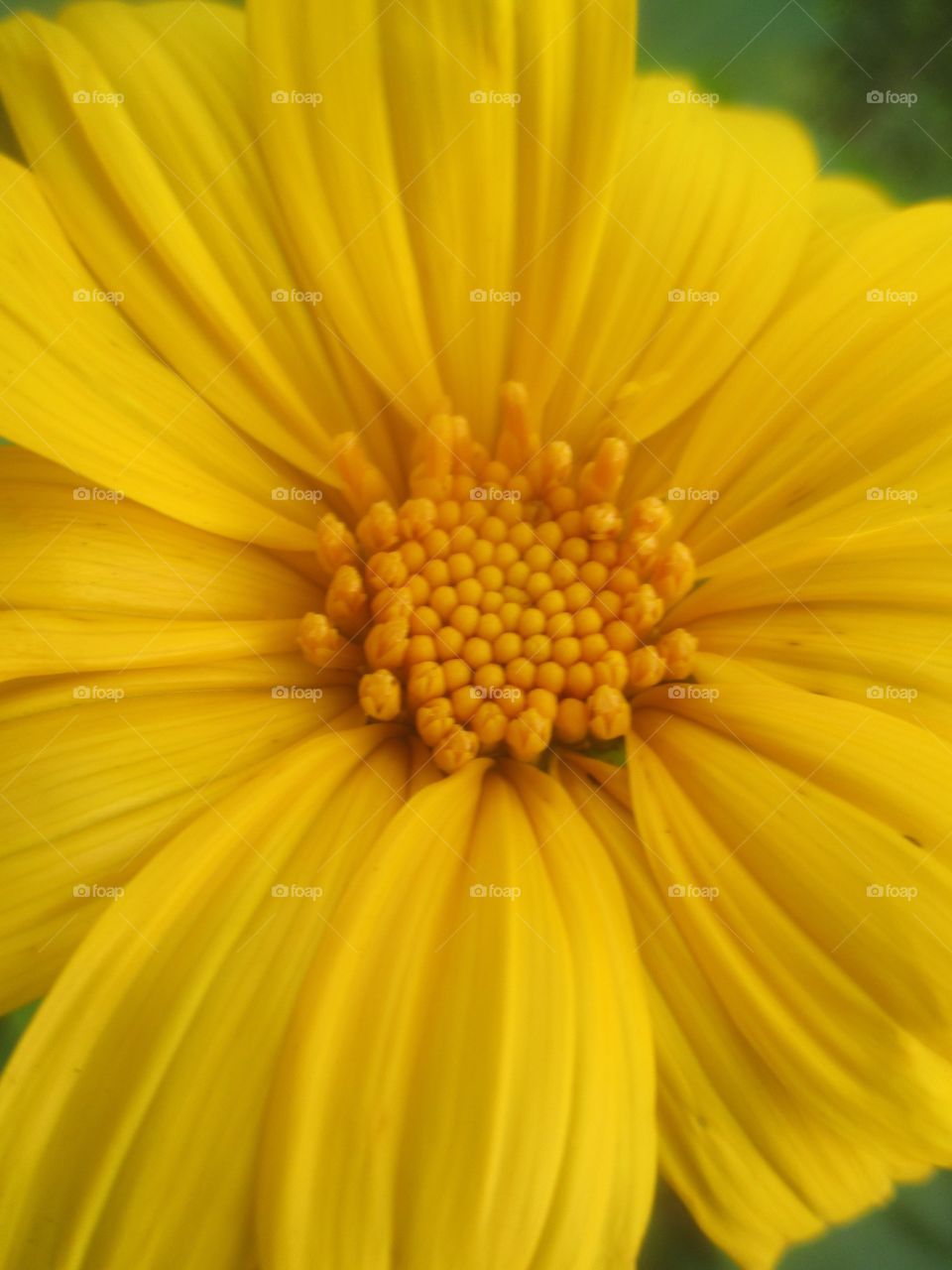 yellow flower