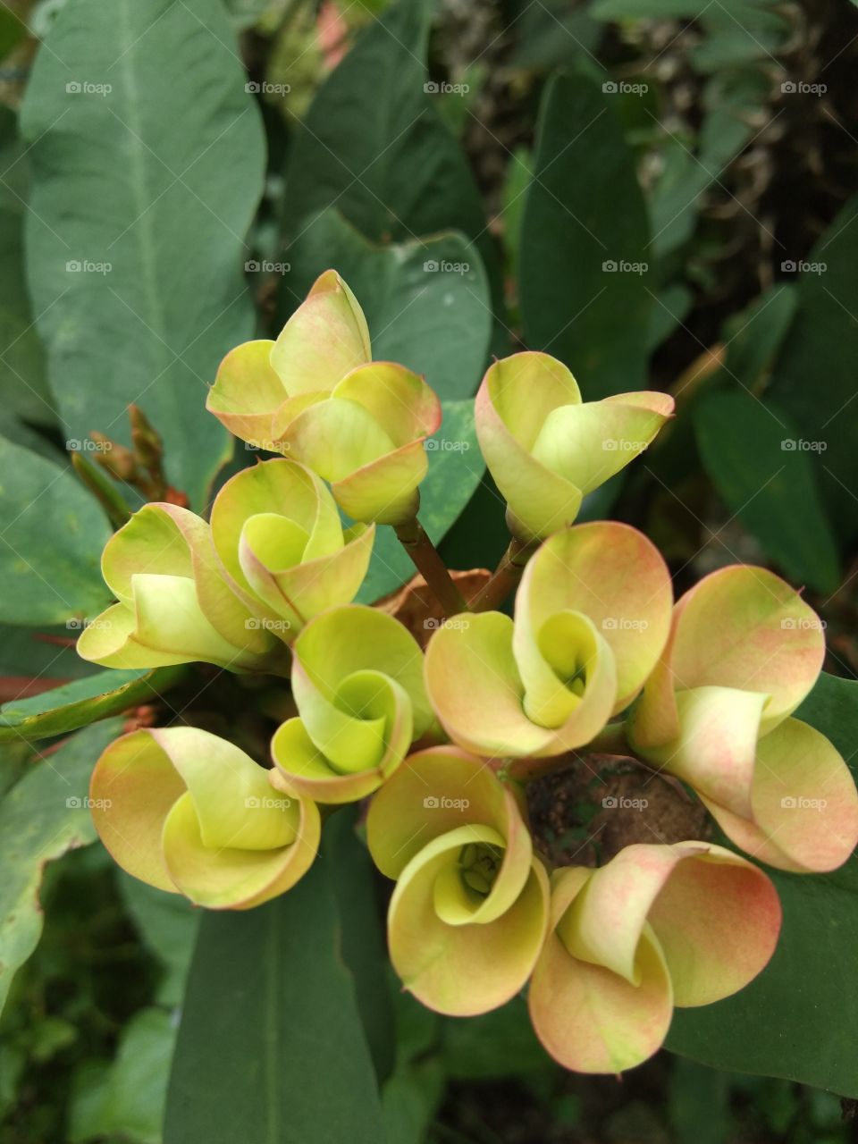 flower in the garden