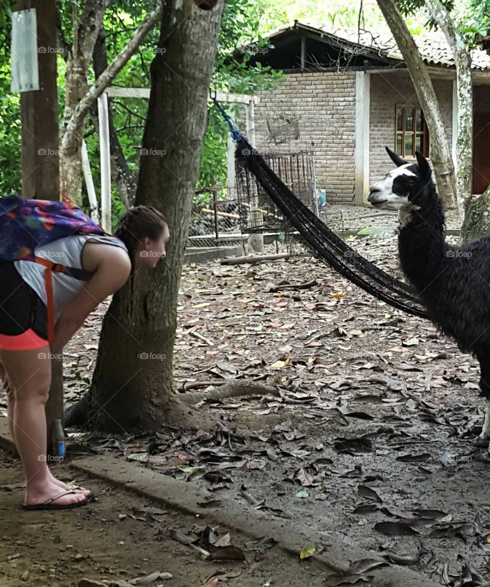making friends with a llama